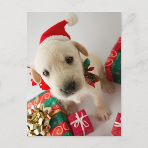 Merry Christmas _ cute labrador puppy Holiday Postcard