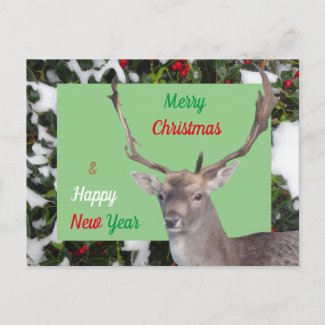 Merry Christmas Deer and Holly Postcard