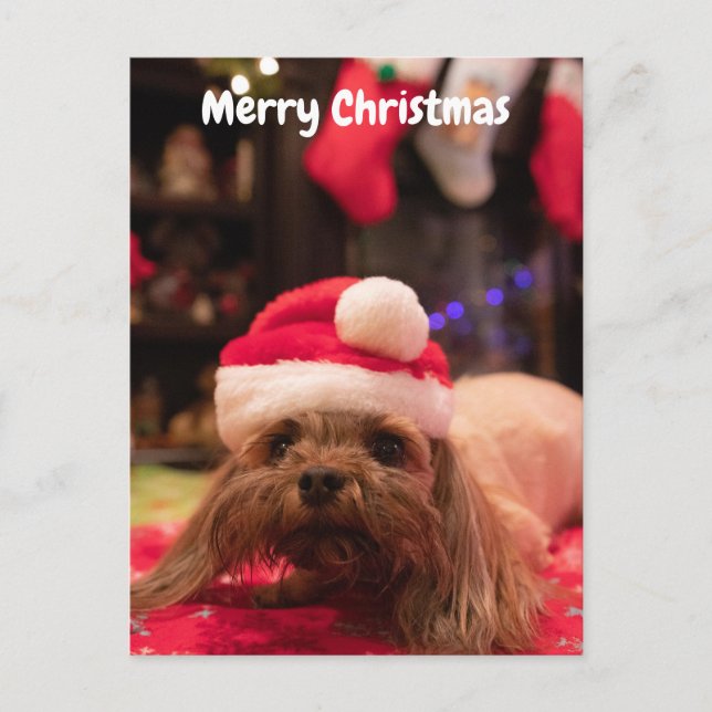 Merry Christmas Dog Holiday Postcard (Front)