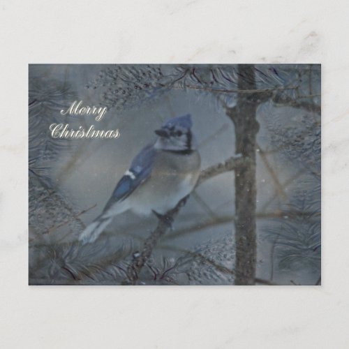 Merry Christmas _ Eastern Blue Jay Holiday Postcard