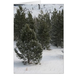 Merry Christmas Evergreen Greeting Card