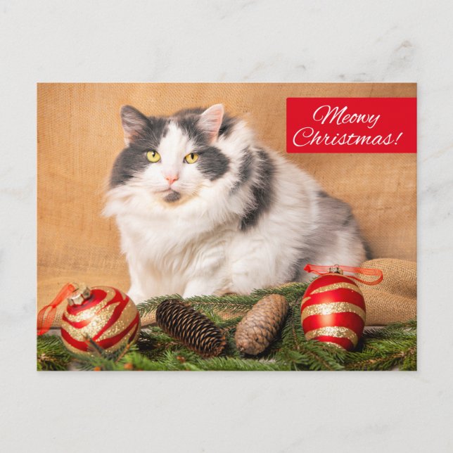 Merry Christmas For Anyone Cute Cat Humor  Holiday Postcard (Front)