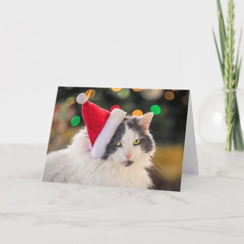 Merry Christmas For Anyone Cute Cat in Santa Hat Holiday Card