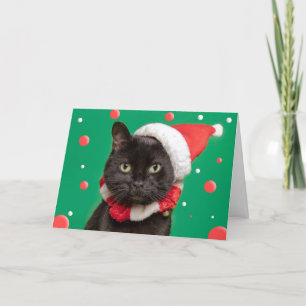 Merry Christmas For Anyone Funny Cat in Santa Hat Holiday Card