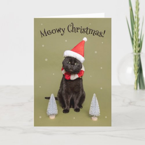 Merry Christmas For Anyone Funny Cat in Santa Hat  Holiday Card