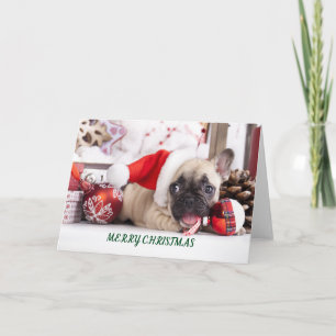Merry Christmas French Bull Holiday Card
