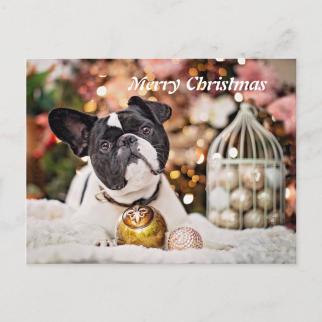 Merry Christmas French Bulldog Holiday Postcard (Front)