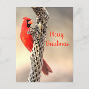 Merry Christmas from a Northern Cardina Holiday Postcard