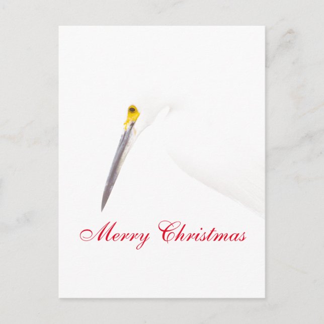 Merry Christmas from an Egret Holiday Postcard (Front)