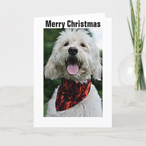 MERRY CHRISTMAS FROM DRESSED UPHAPPY DOG HOLIDAY CARD