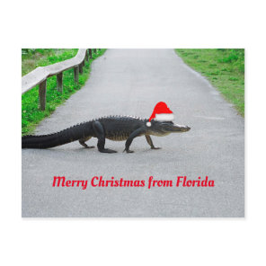 Merry Christmas from Florida funny alligator Postcard