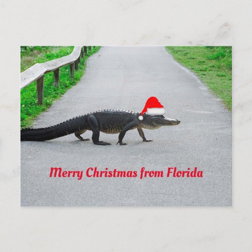 Merry Christmas from Florida funny alligator Postcard