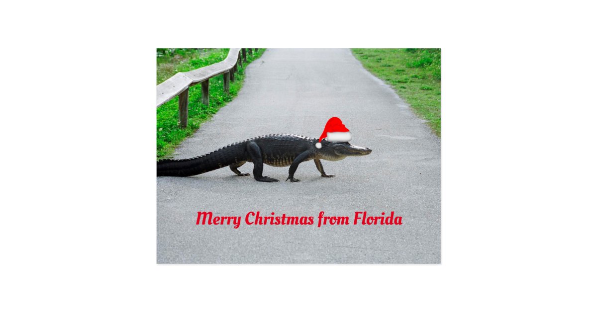 Merry Christmas from Florida funny alligator Postcard | Zazzle.com