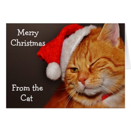 Merry Christmas from the Cat Card