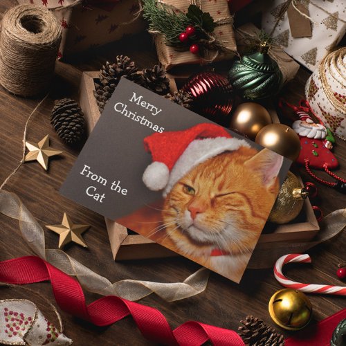 Merry Christmas from the Cat Holiday Card