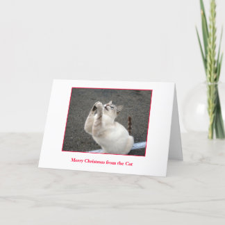 Merry Christmas from the Cat Holiday Card