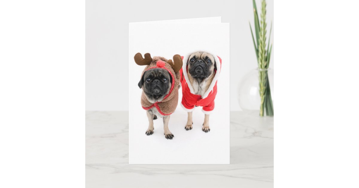 Merry Christmas from the Pugs Holiday Card | Zazzle
