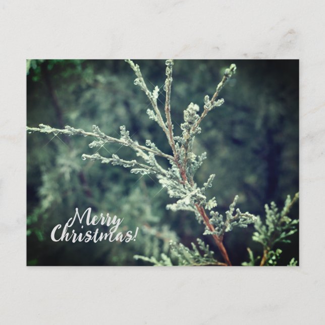 Merry Christmas Frosty Evergreen  Holiday Postcard (Front)
