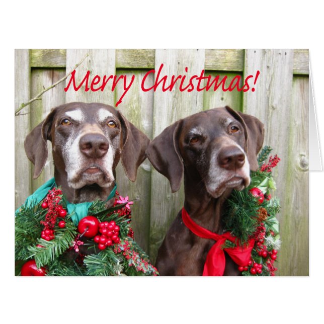 Merry Christmas German Shorthaired Pointer Cards (Front Horizontal)