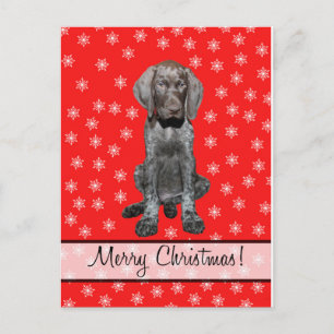 Merry Christmas german shorthaired pointer Holiday Postcard