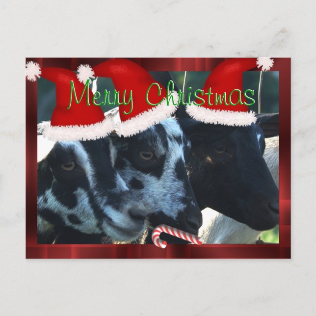 Merry Christmas Goat Postcard- customize Holiday Postcard (Front)