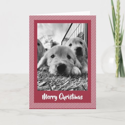 Merry Christmas Golden Retriever Candy Cane Card