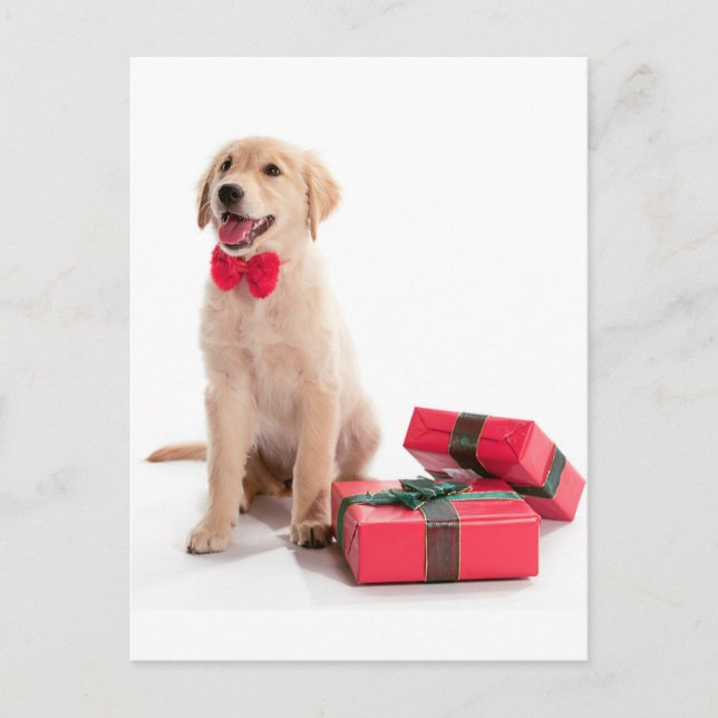 Merry Christmas Golden Retriever Puppy Holiday Postcard (Front)