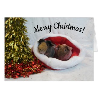 Merry Christmas Guinea Pig Card