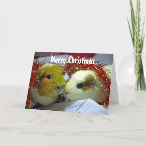 Merry Christmas Guinea pig card