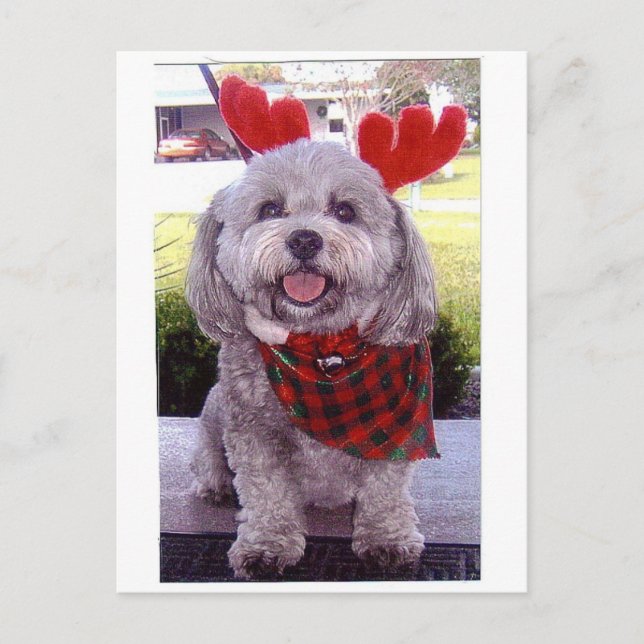 Merry Christmas Holiday Postcard (Front)