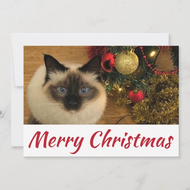 Merry Christmas Kitty Postcard (Front)