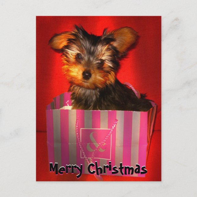 Merry Christmas Little Yorkie Customizable Holiday Postcard (Front)