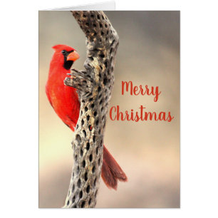 Merry Christmas Northern Cardinal Cards