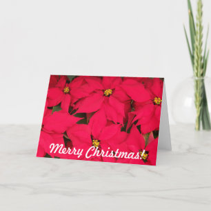 Merry Christmas Poinsettias Holiday Card