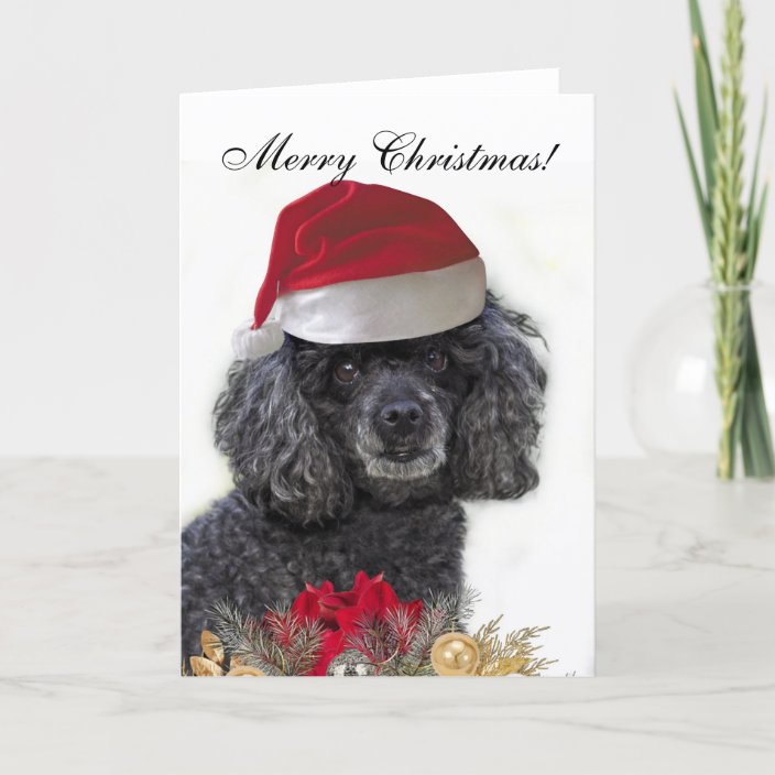christmas poodle