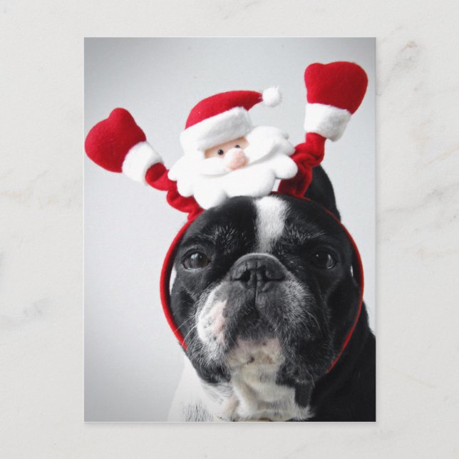 Merry Christmas portrait offrench bulldog Holiday Postcard (Front)