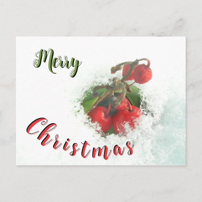 Merry Christmas Red Berries out of Snow Postcard (Front)