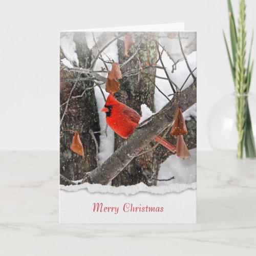 Merry Christmas red cardinal on branch Card