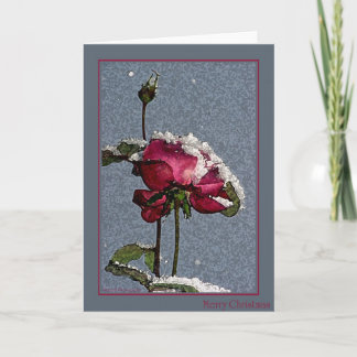 Merry Christmas - red rose with snow Holiday Card