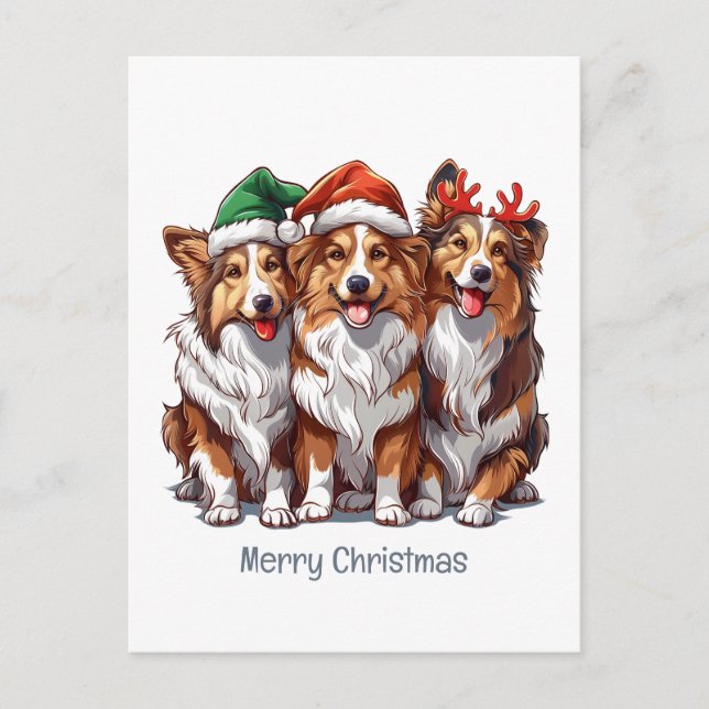 Merry Christmas Shetland Sheepdogs Holiday Postcard (Front)