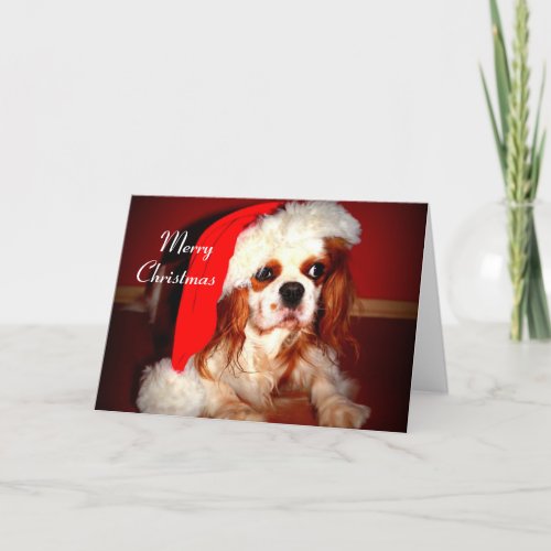 Merry Christmas Spaniel Holiday Card