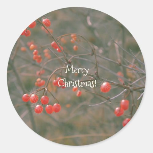 Merry Christmas Sparkling Red Berries Nature Photo Classic Round Sticker
