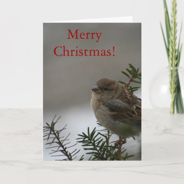 Merry Christmas Sparrow! with Scripture Holiday Card (Front)