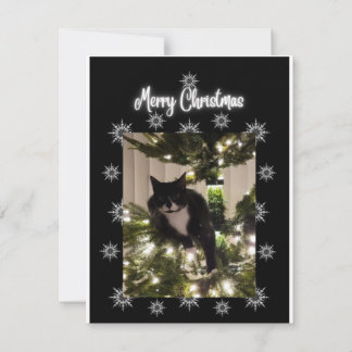 Merry Christmas. tuxie cat on Christmas tree. Note Card