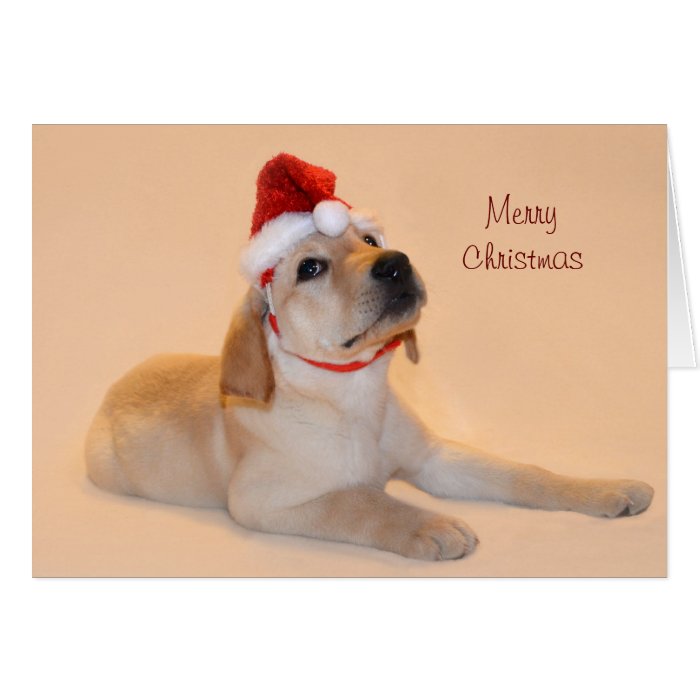 Merry Christmas   Yellow Lab Cards