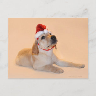 Merry Christmas - Yellow Lab Holiday Postcard