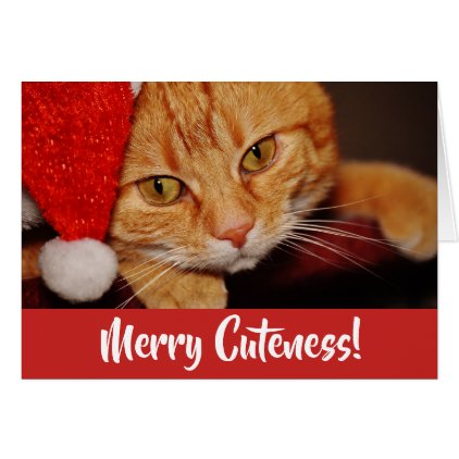 Merry Cuteness Christmas Cat Lover Card