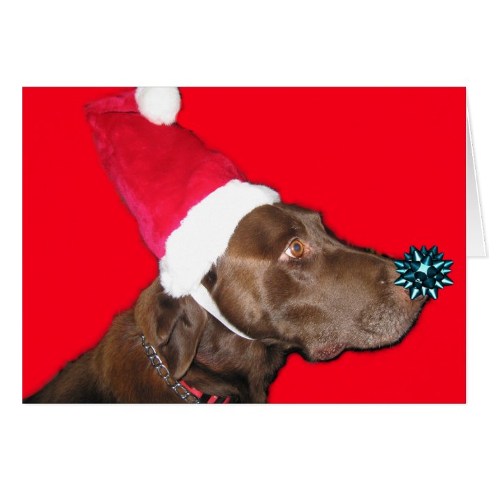 Merry Dogmas Cards