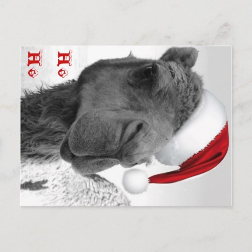 Merry Humpin Christmas Camel Claus Holiday Postcard