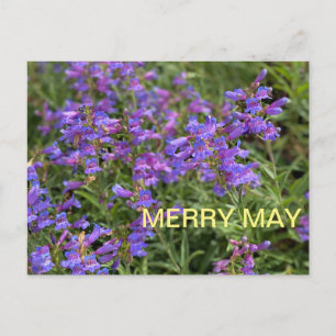 Merry May Postcard